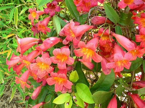 bwinone|bignonias variedades.